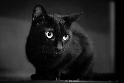 黑咪．待認養 (2010/08/21) 貓草天空 